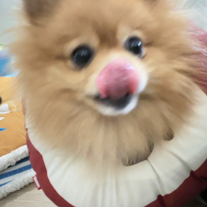 沉浸式和小抖吵架