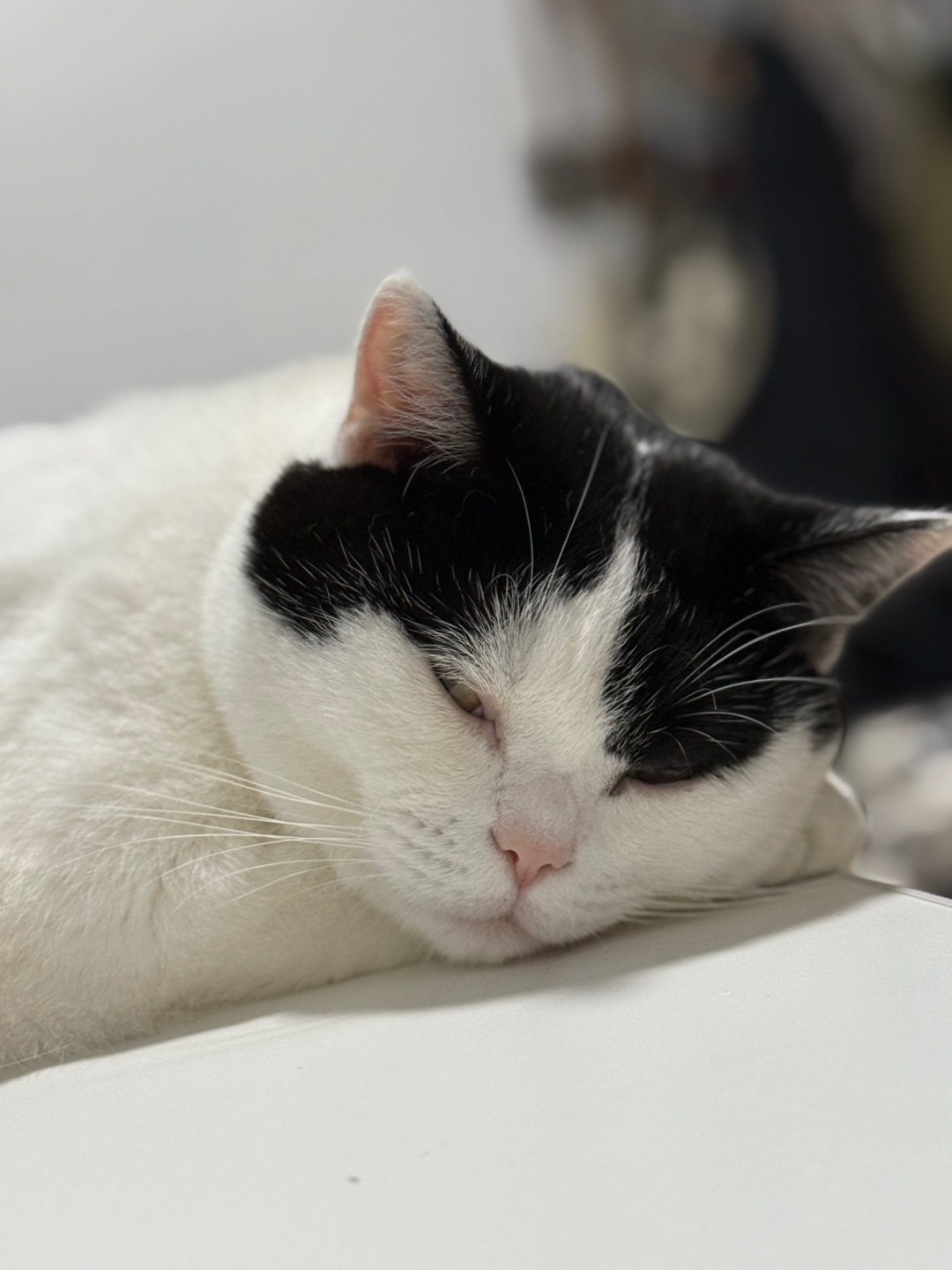 睡着的小猫咪💤