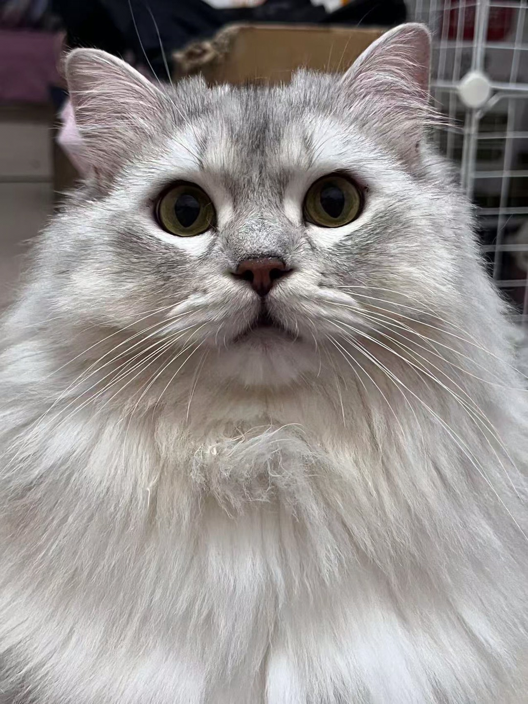 小猫的盛世美颜🌺