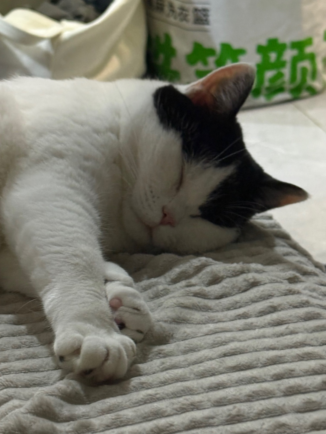 我是自己睡觉的小猫