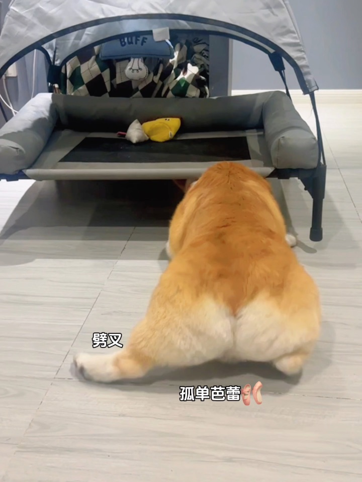 看我小狗劈叉也要拿到球球⚽️