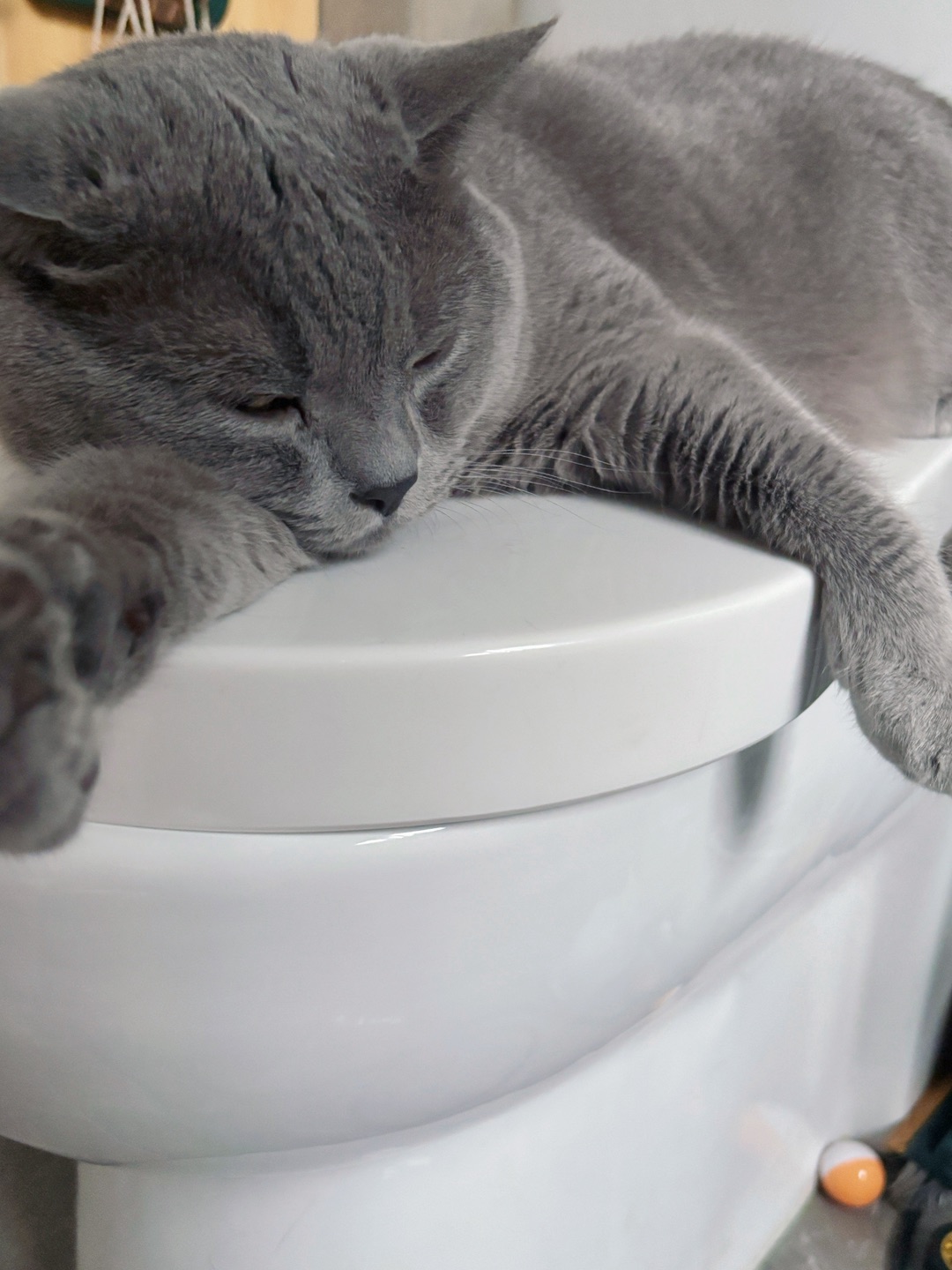 猫和🚽