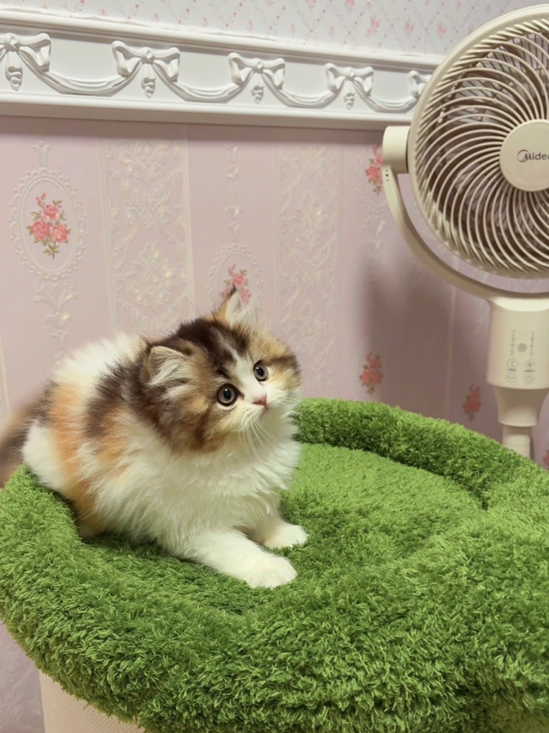 小鼻嘎！