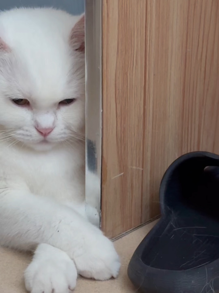 猜猜它干嘛了(#`n´)