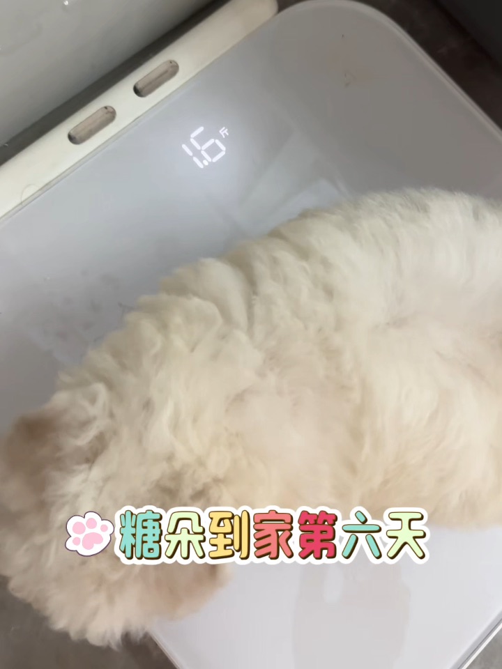 糖朵到家第六天