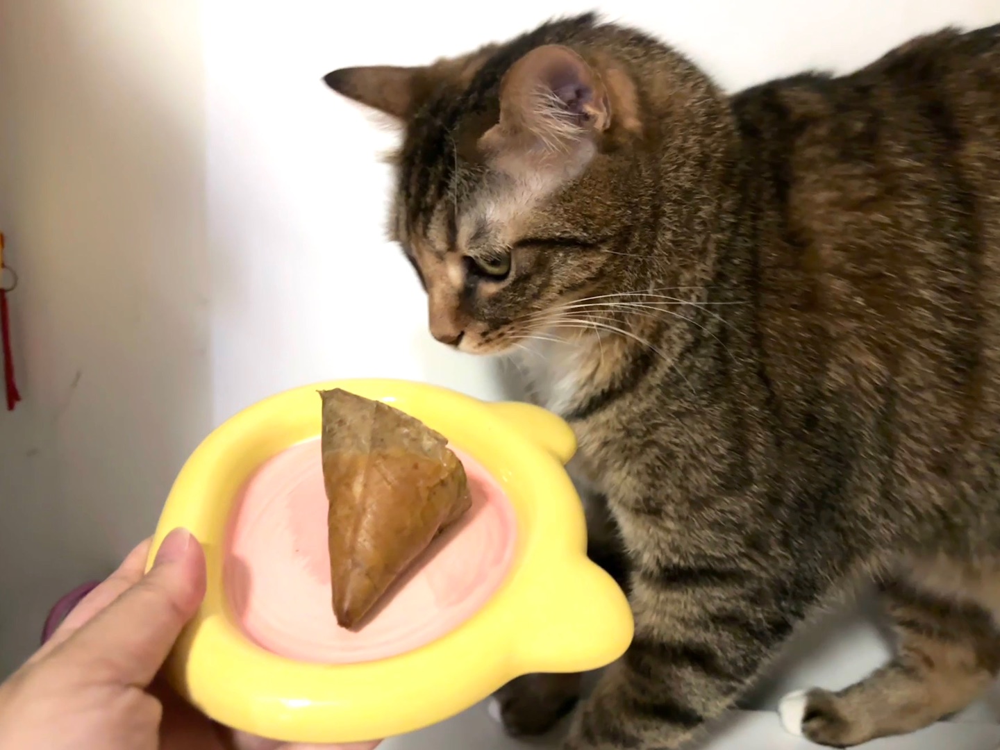 怀疑猫生12