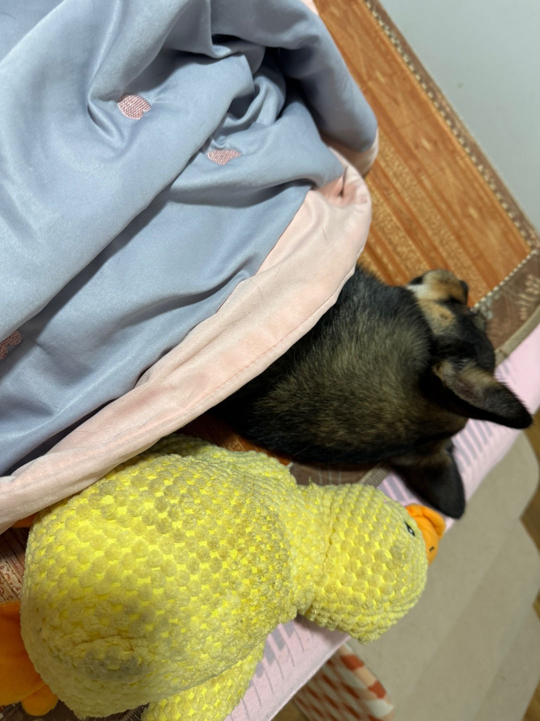 二月的好朋友小鸭子