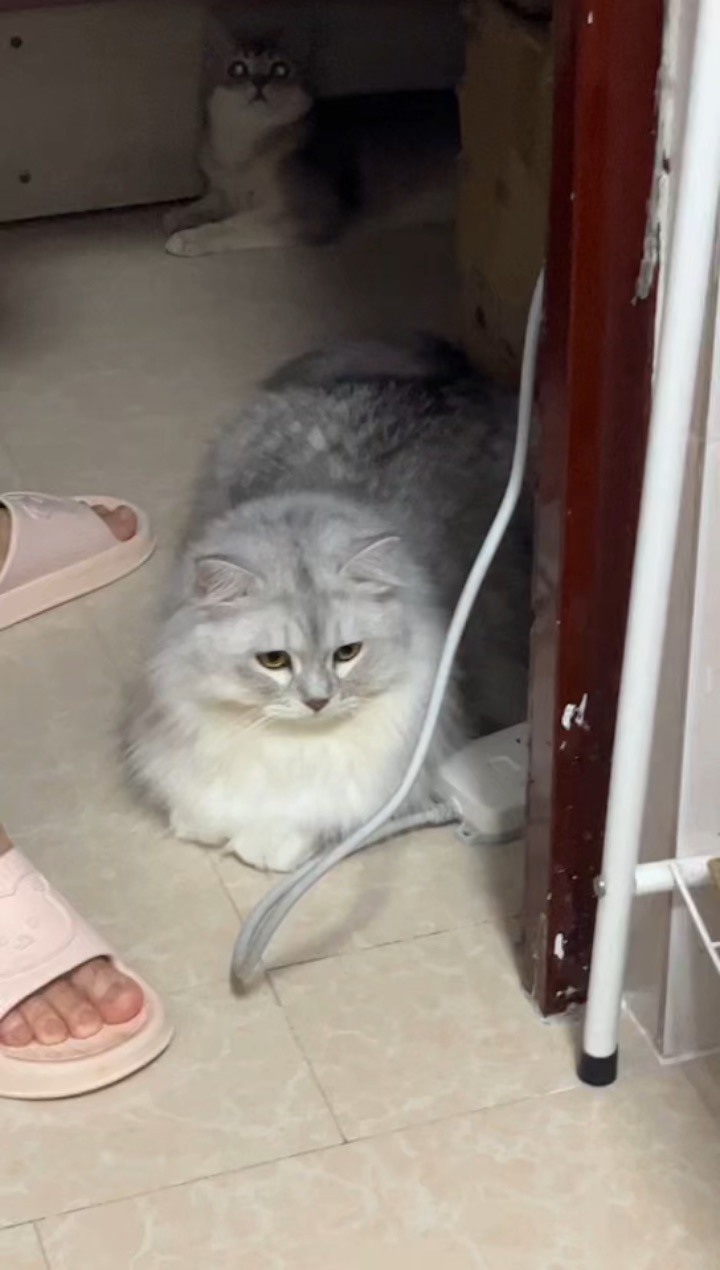 和猫猫的暗号