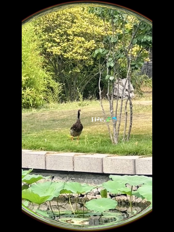 🦆