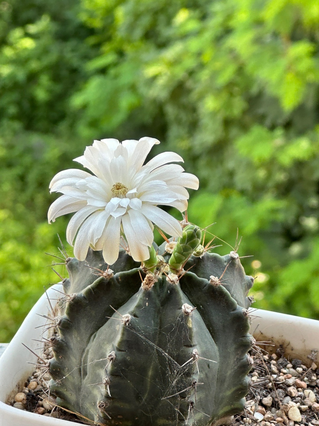 养的仙人掌🌵开花啦～见花则喜！真的好美！！