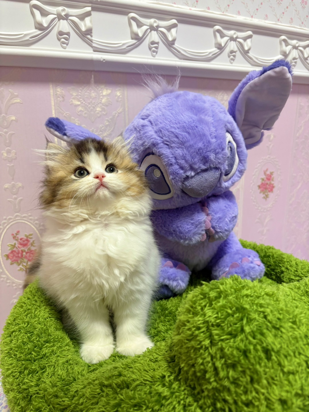 和猫猫一样高的史迪仔！