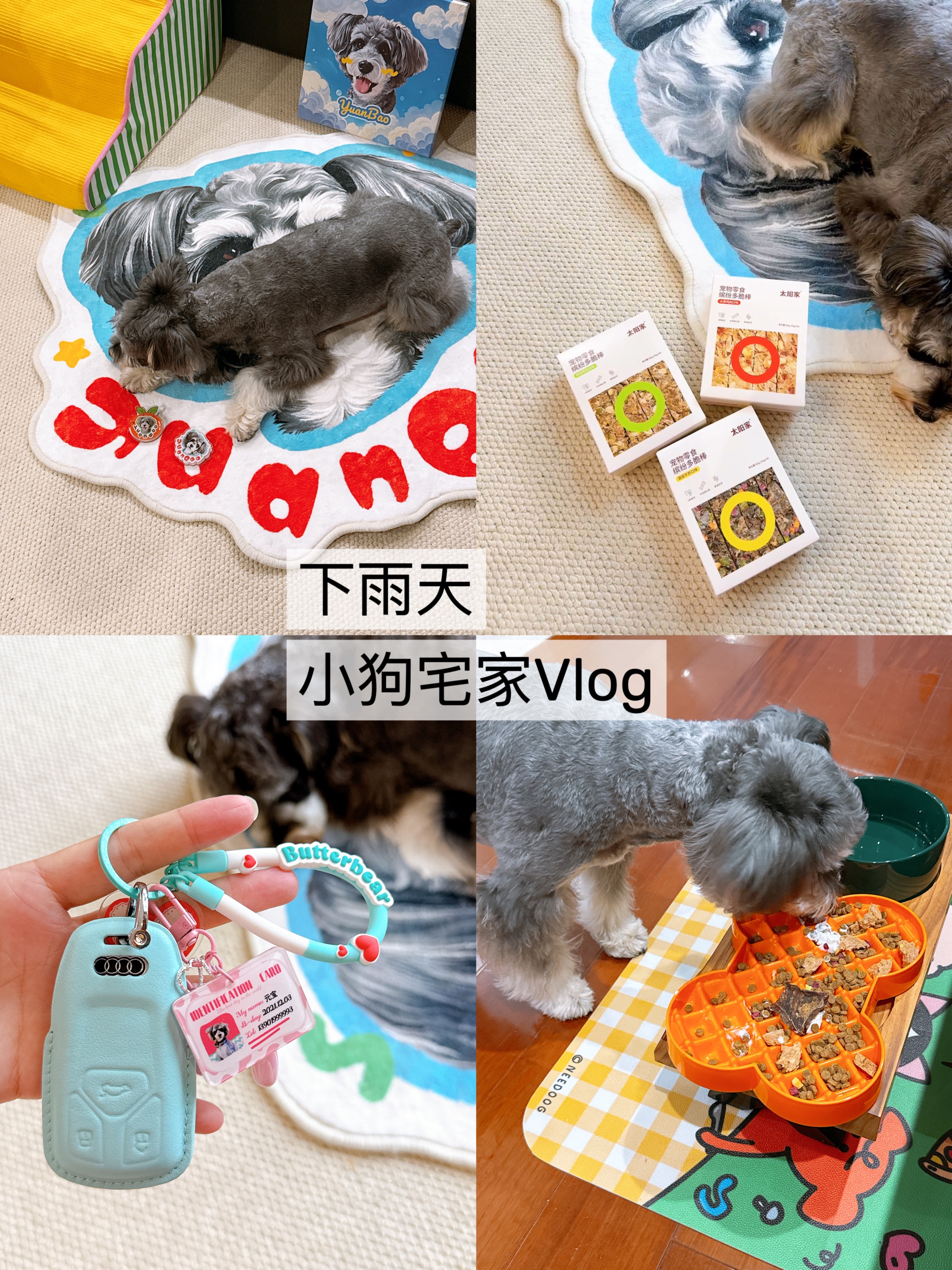 下雨天小狗宅家Vlog