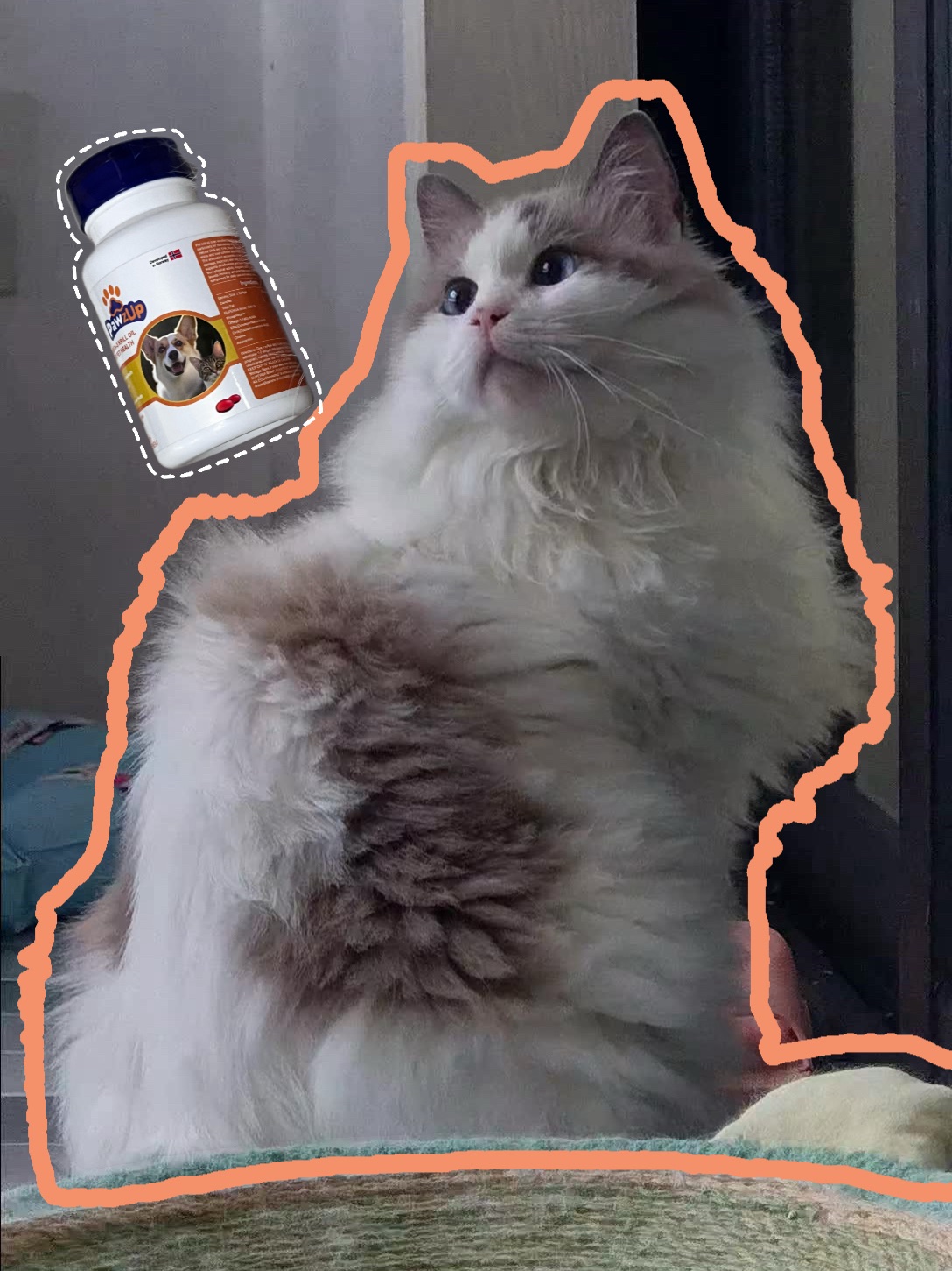 快来看看我们不自律小猫一天都在干啥
