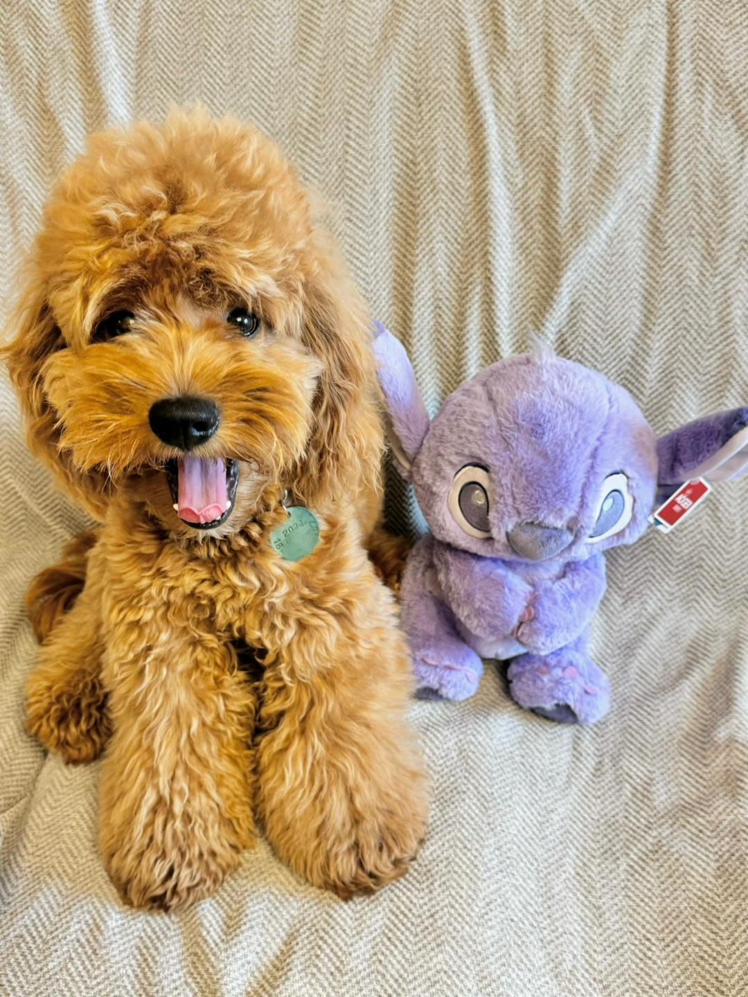 Cuca's Daily 吾与史迪仔孰可爱？