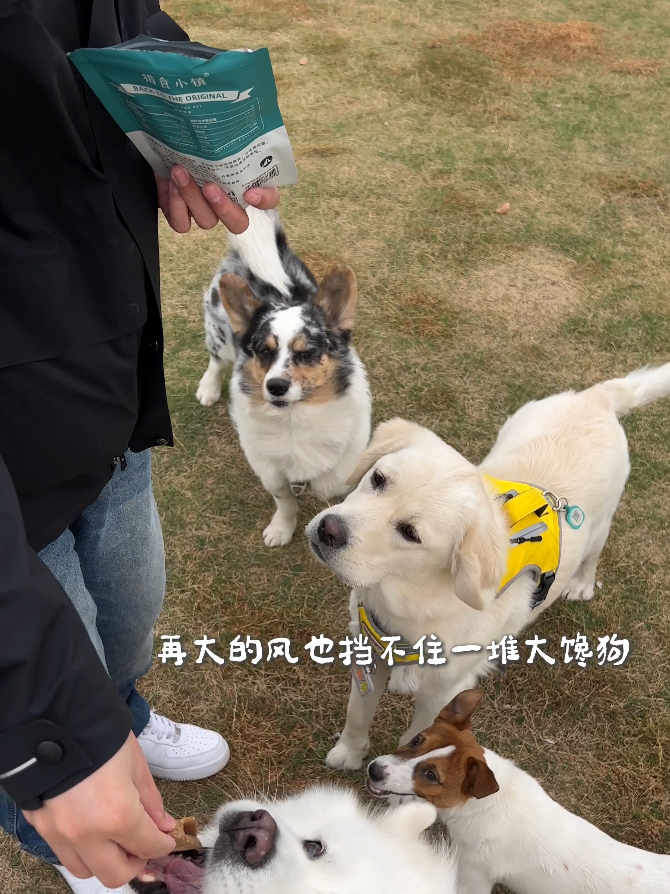 再大的风也挡不住一堆馋狗
