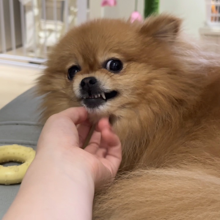 小小的劳资脾气暴