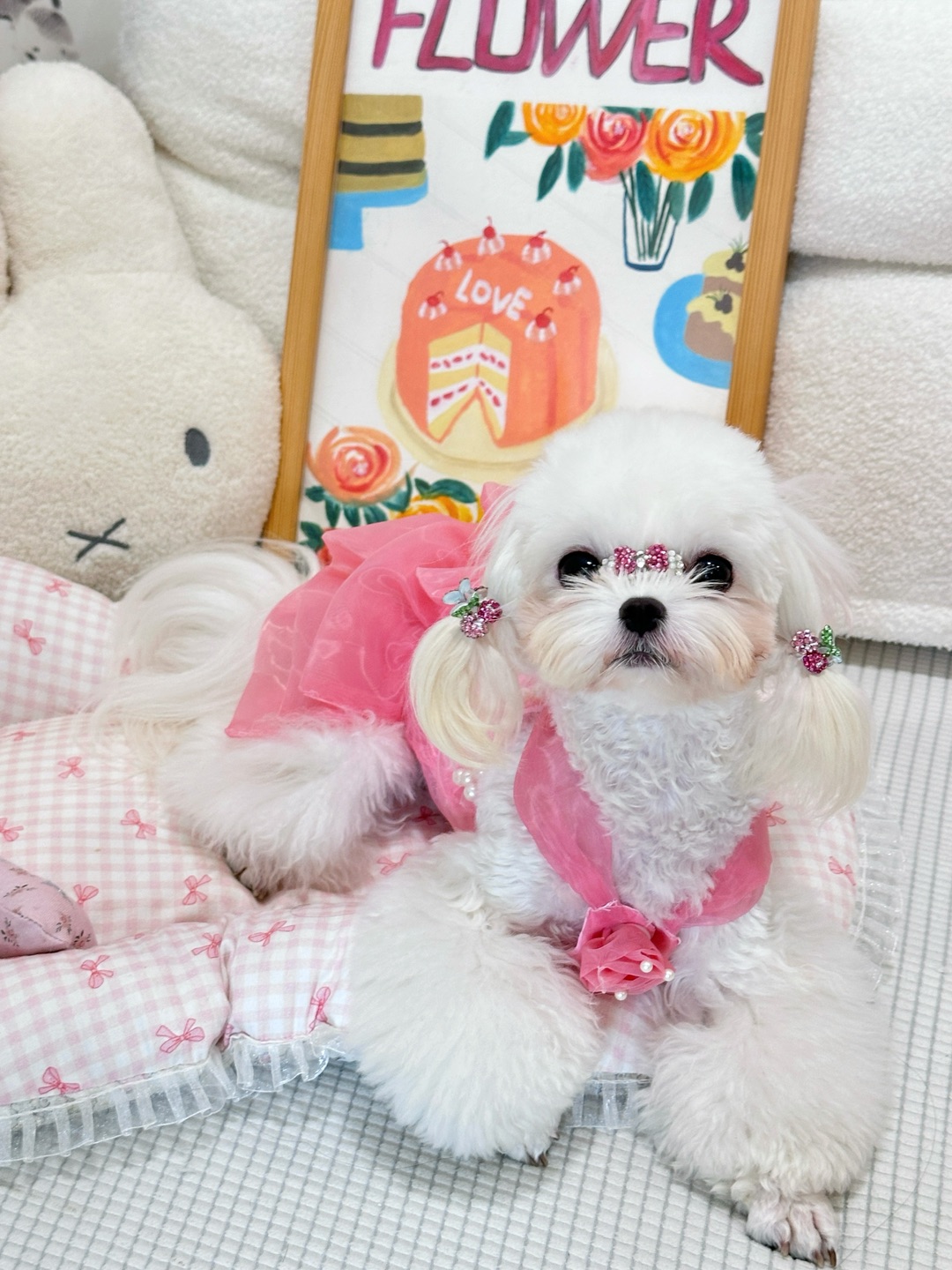 小狗OOTD｜🎀