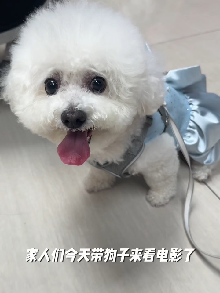小狗解锁新体验
