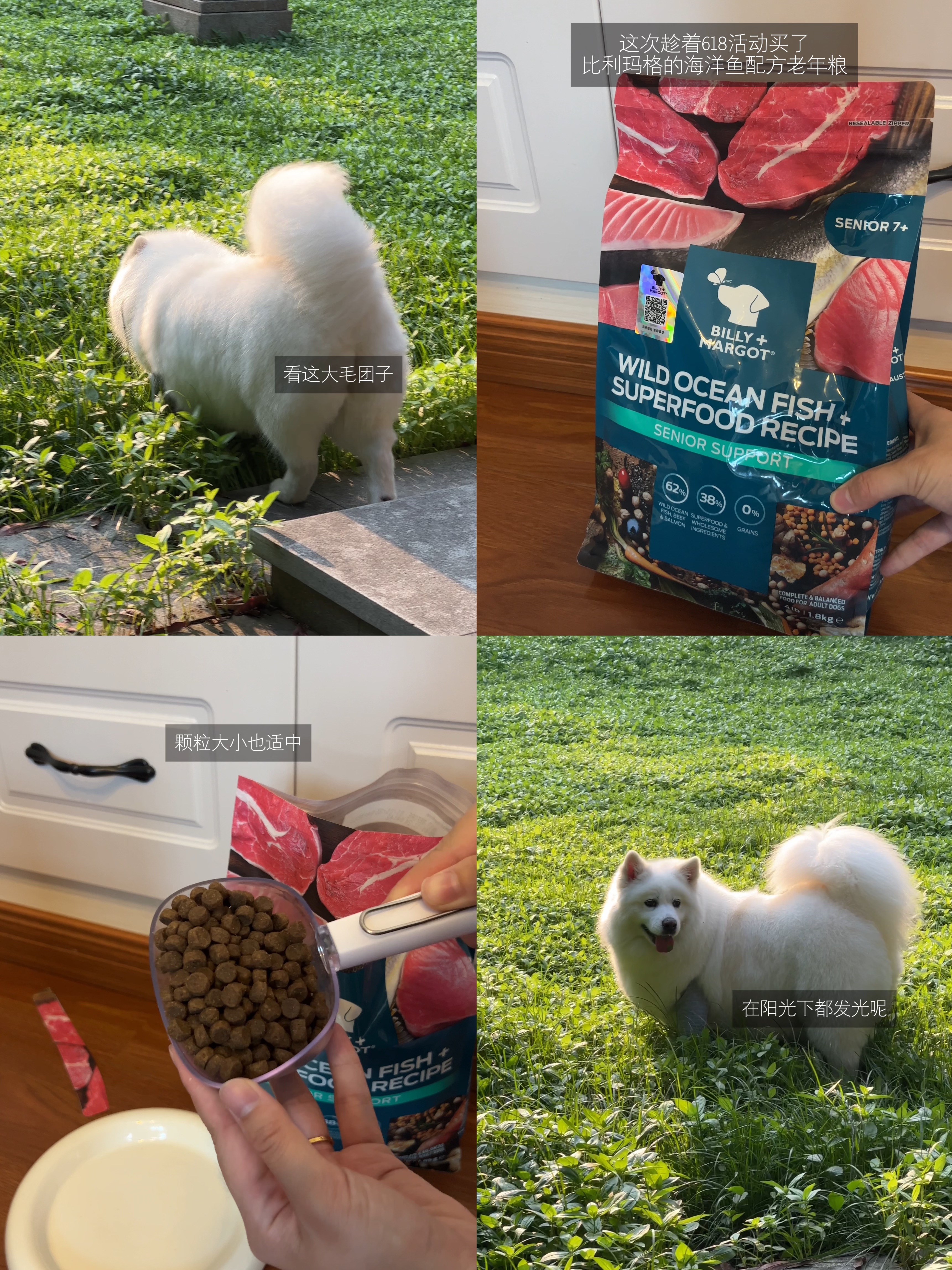 小狗食堂开饭啦