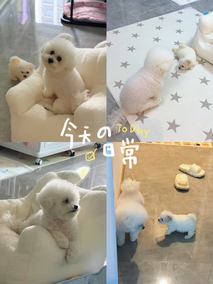 双倍糖姐妹花日常快剪