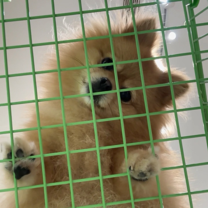 喂，起猛了，小狗怎么在头上