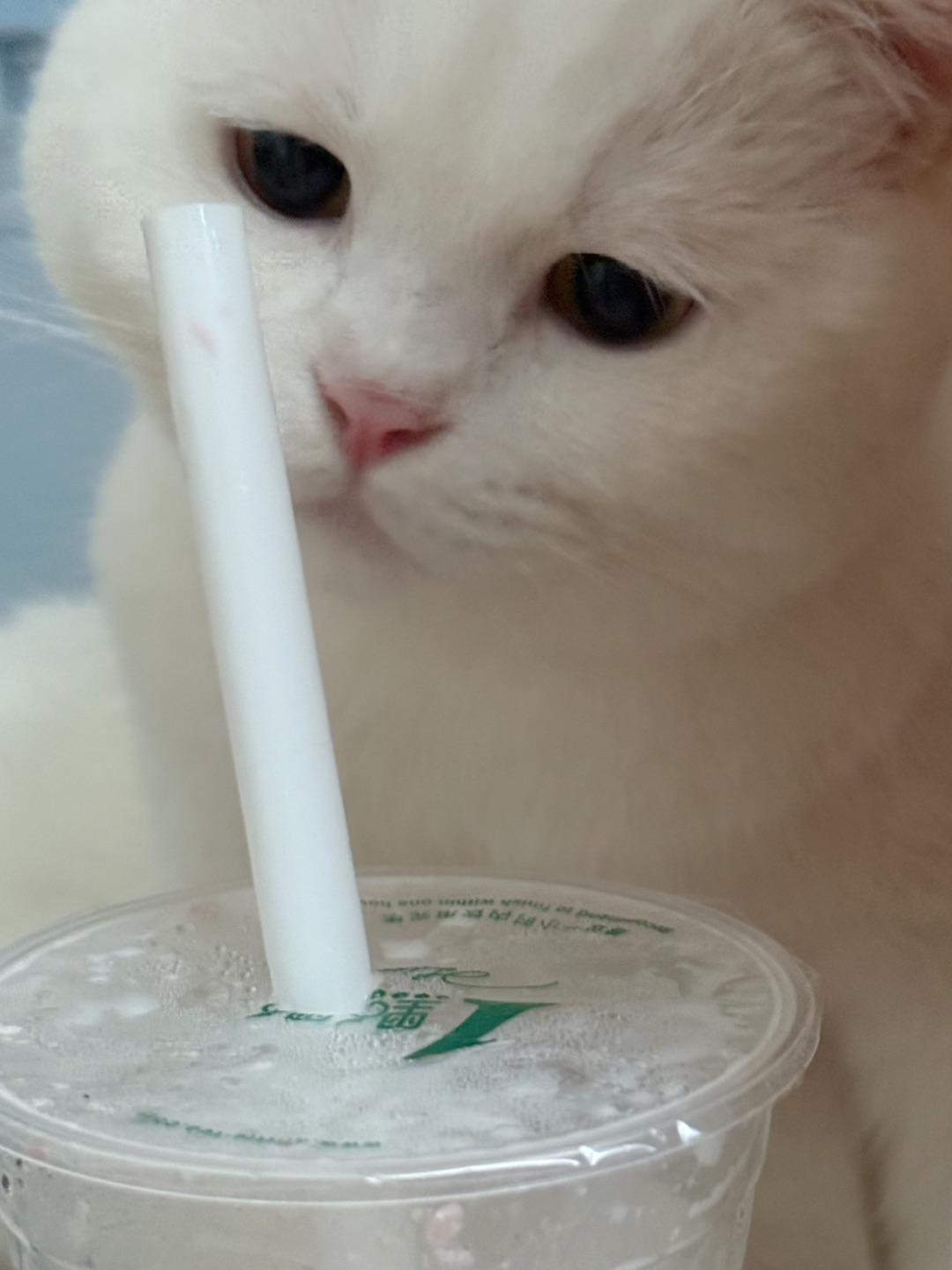 元宝也想喝奶茶🧋