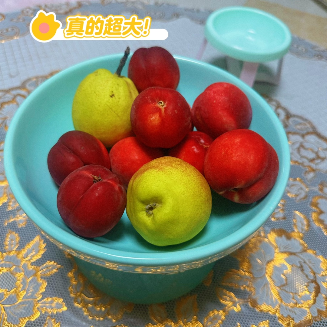 测评超大猫碗