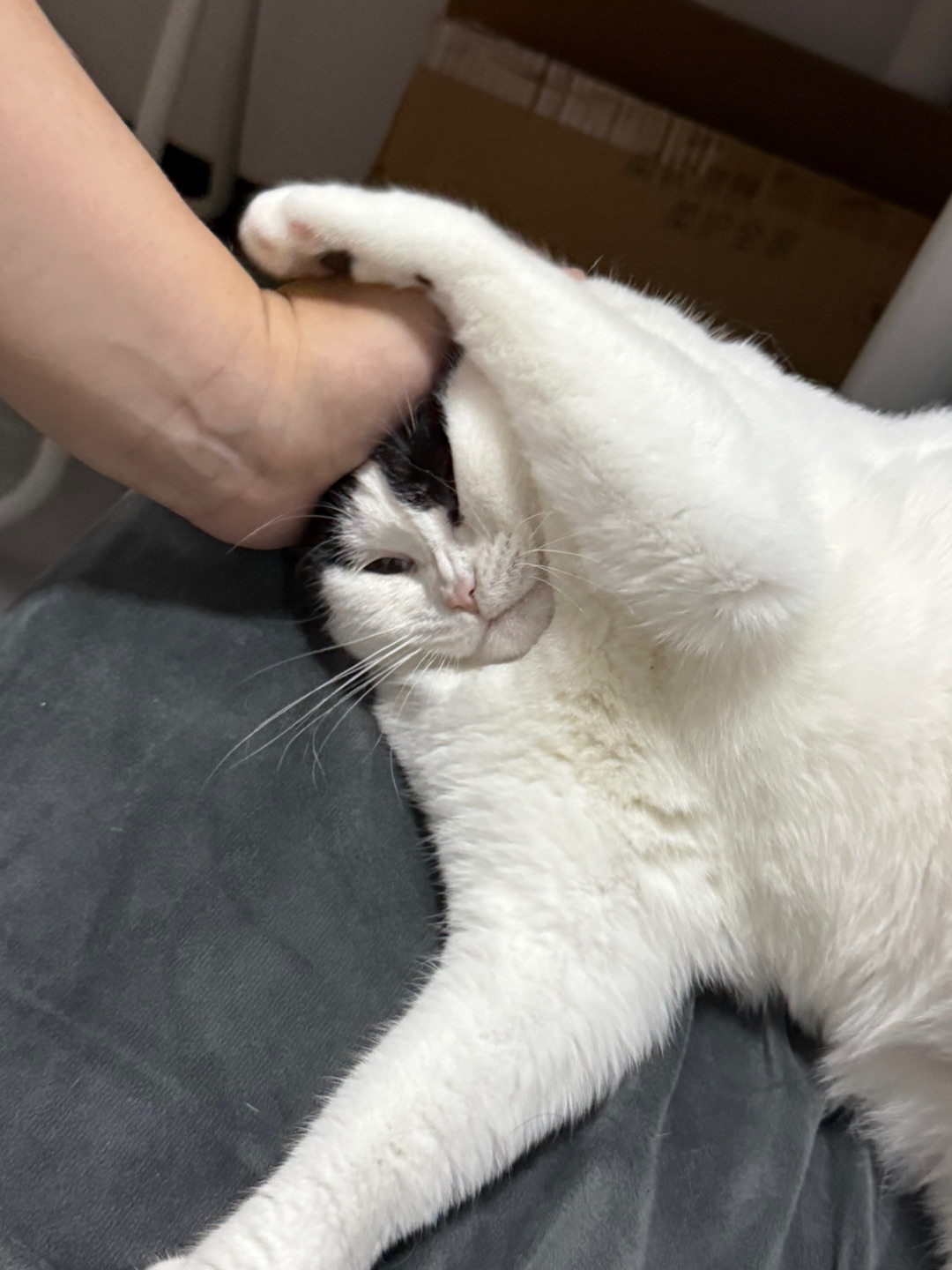 别摸我！