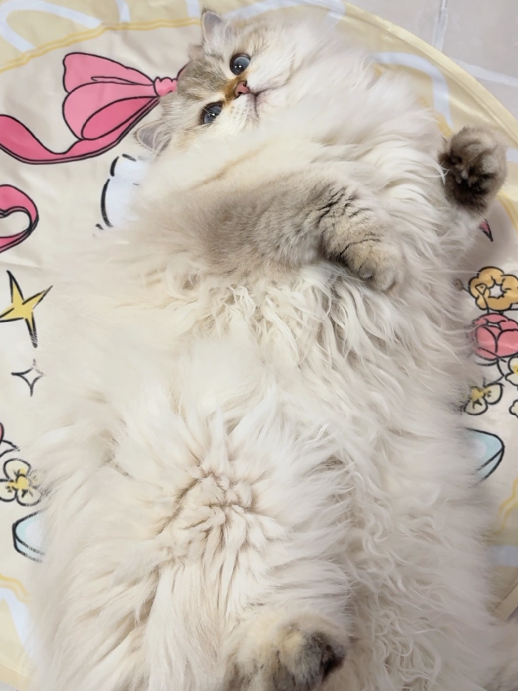 怎么会有这么粘人的小猫啊！