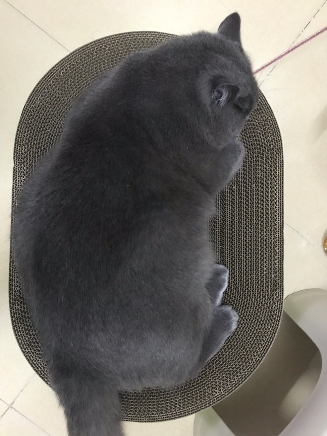 喜新厌旧的臭猪