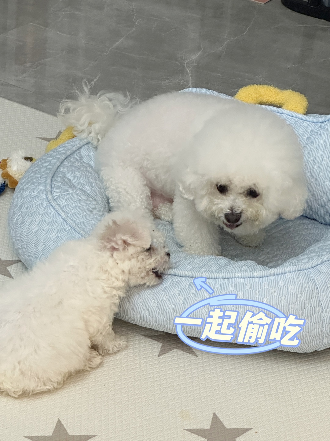 这两小狗竟然在……