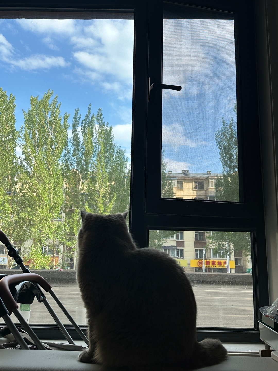 天气正好  蓝天白云和我的小猫