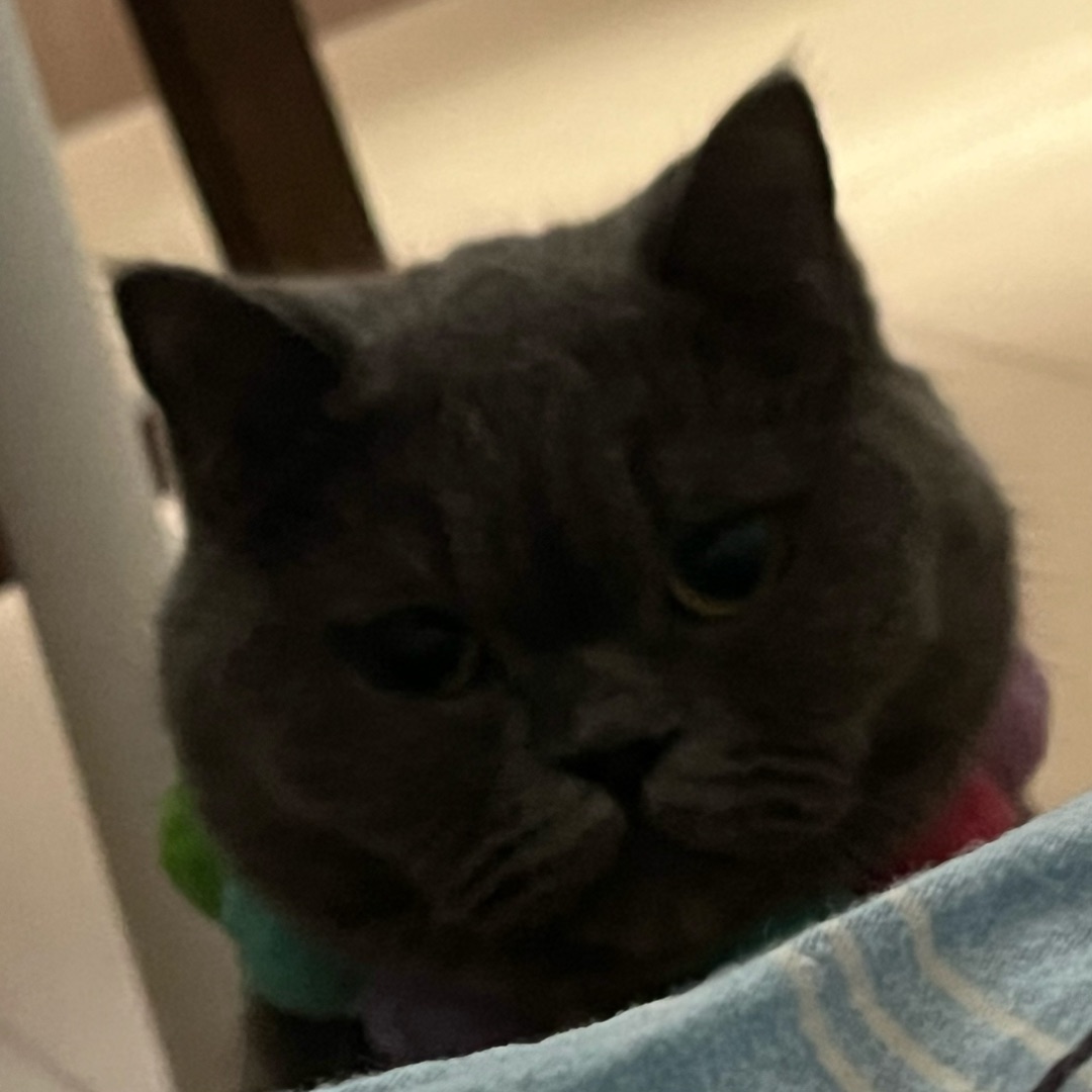 防蚊又防“小调皮”🐱