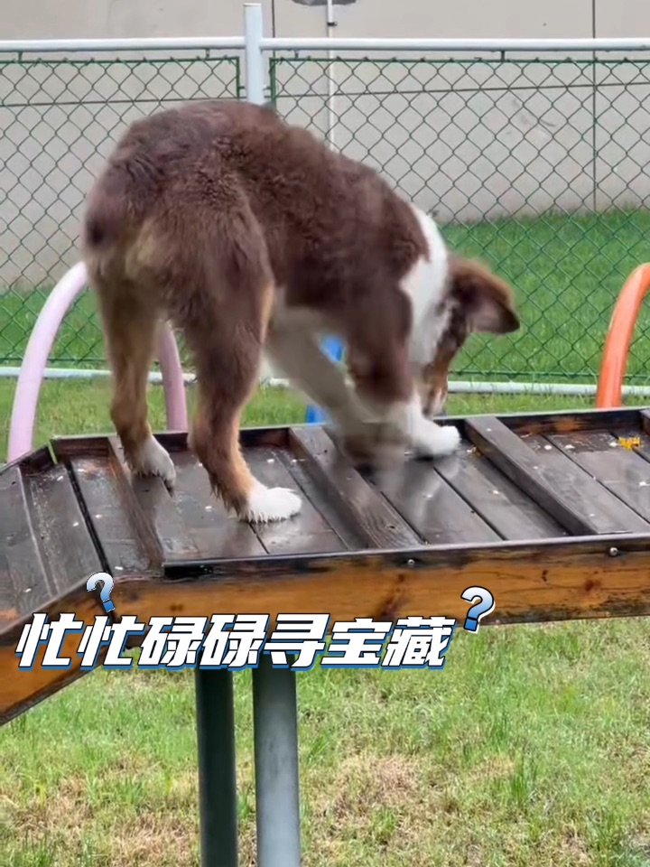 总有小狗在忙忙碌碌寻宝藏