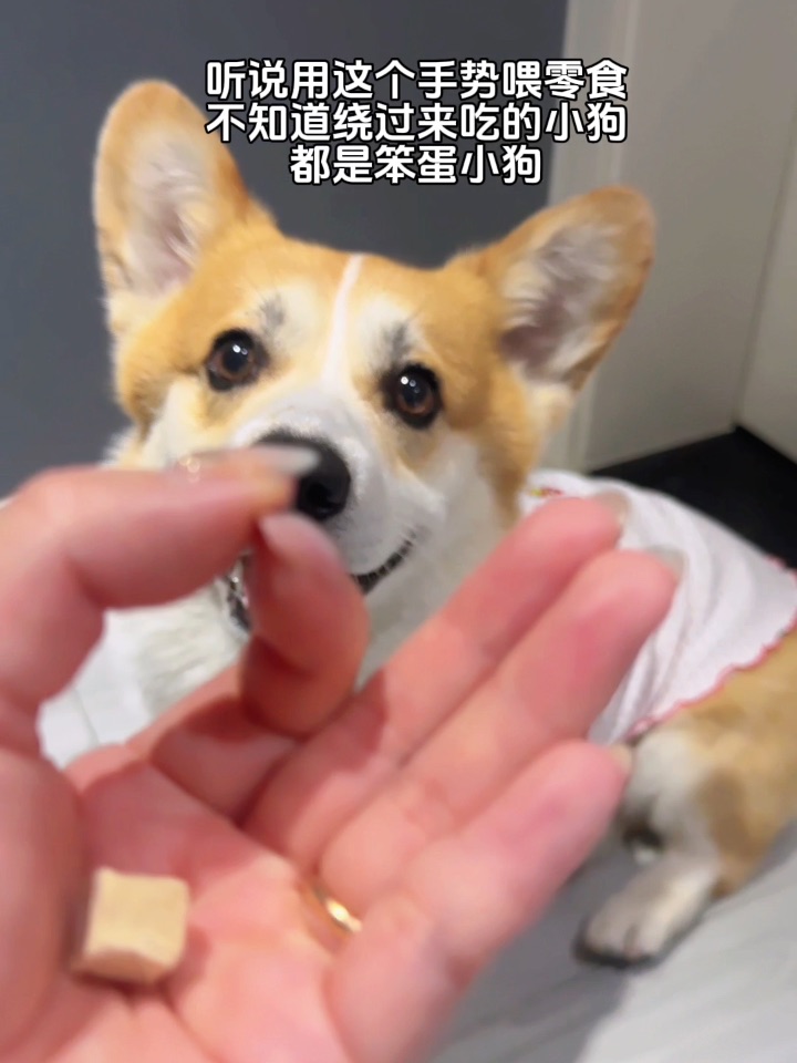 笨蛋中狗有自己的解题方式🤣