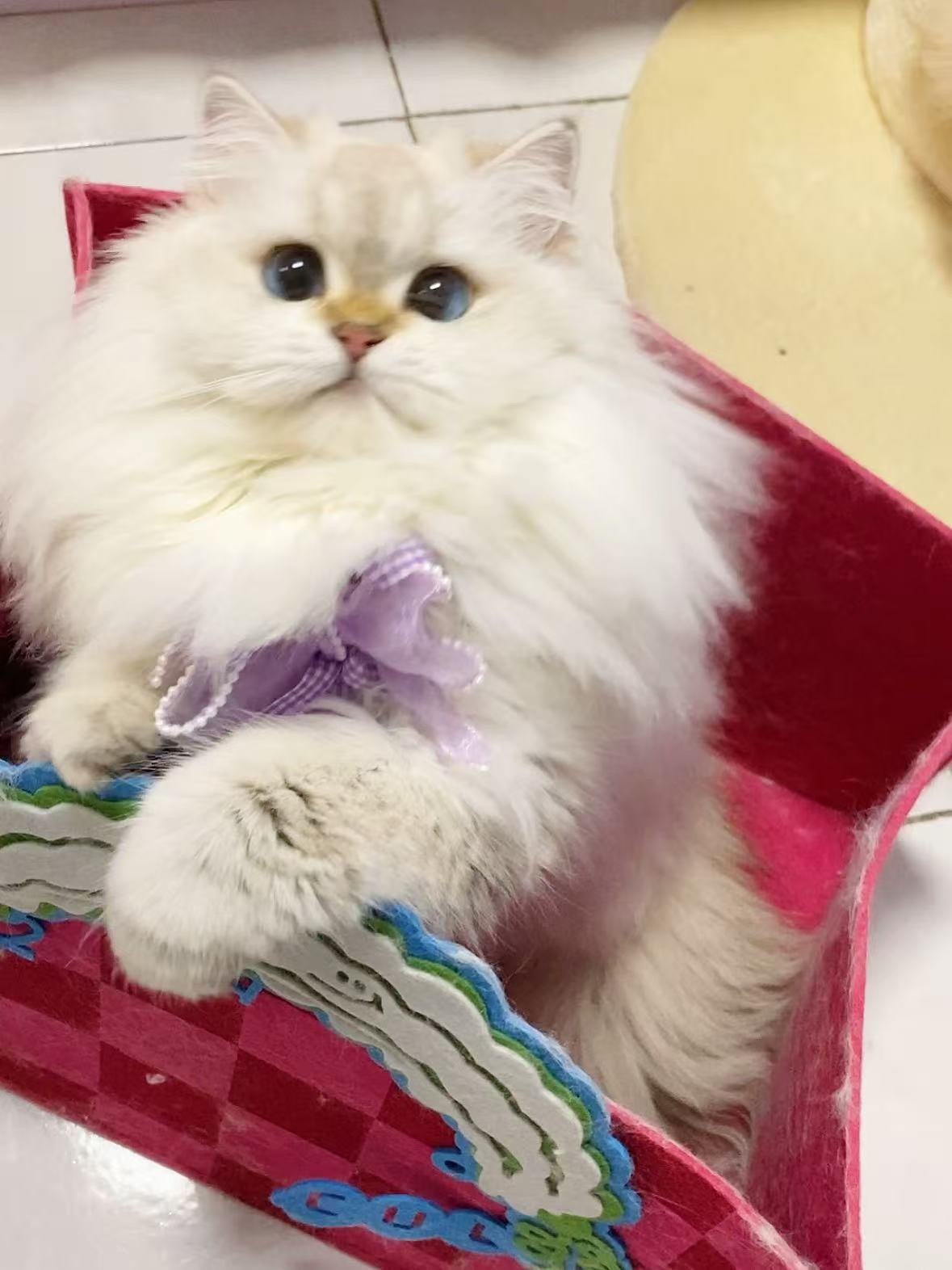 猫猫分身术！