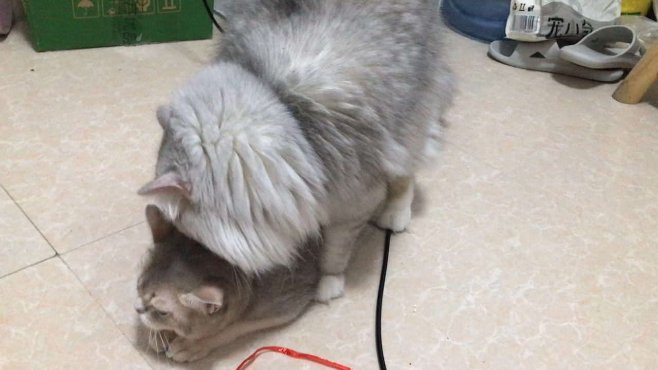 小猫咪青春期到啦
