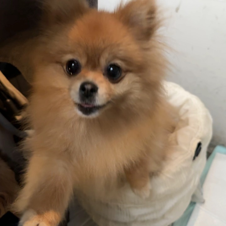 人，你在吃什么