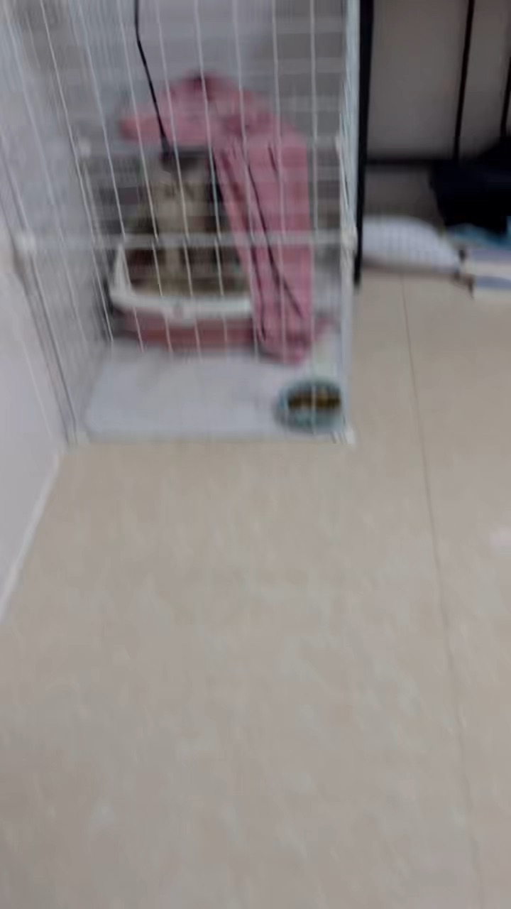 谁家好猫这样上厕所啊🤔