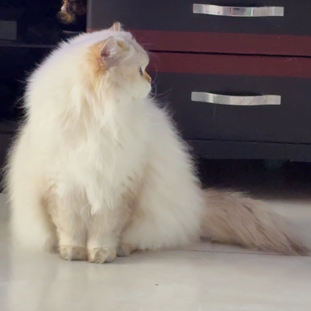 猫猫球～