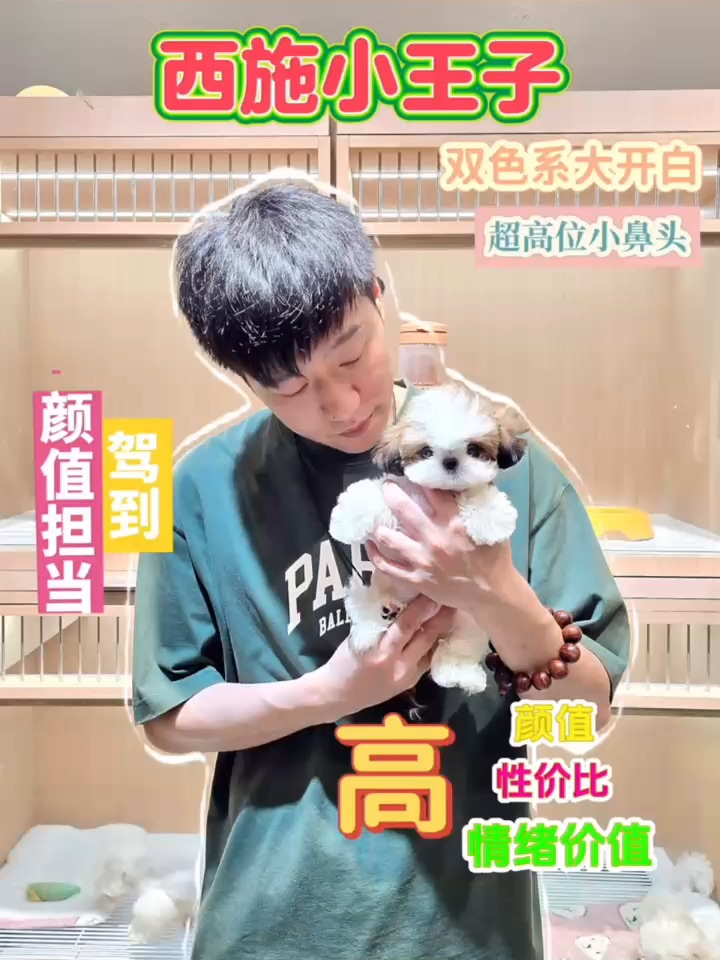 撞脸“帕恰狗”🐶可盐可甜の西施小王子来咯～💕