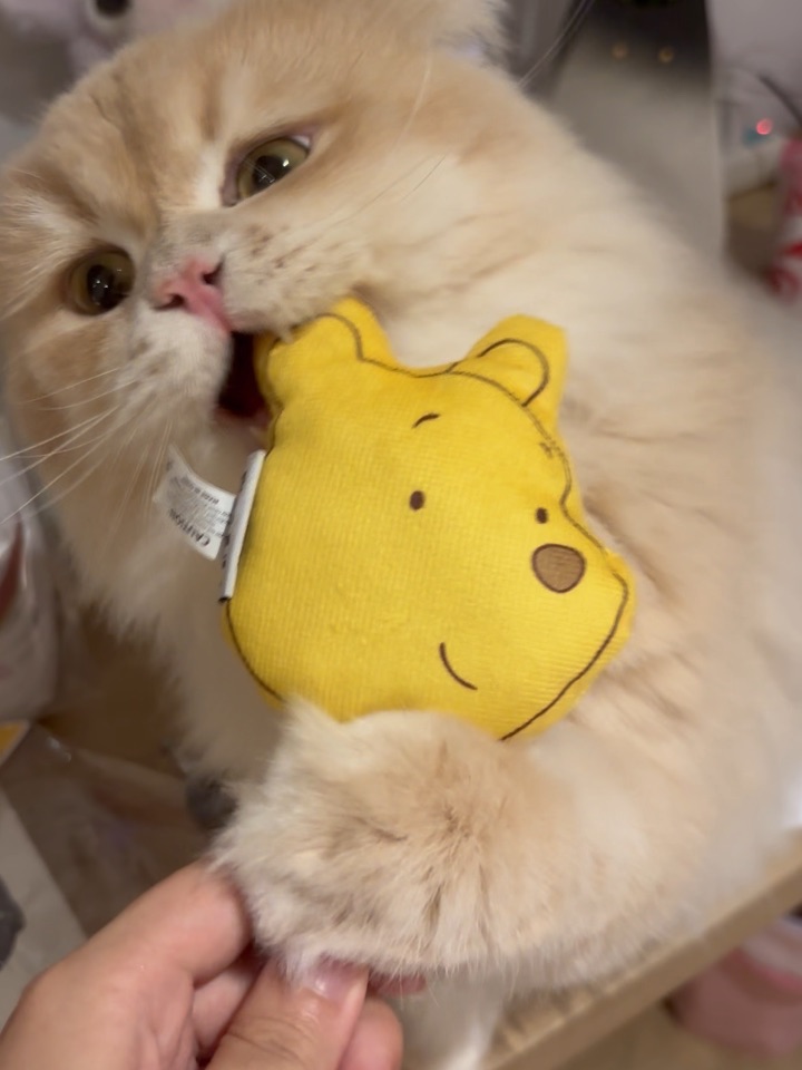 今日吃播 吃一个噗噗🍯