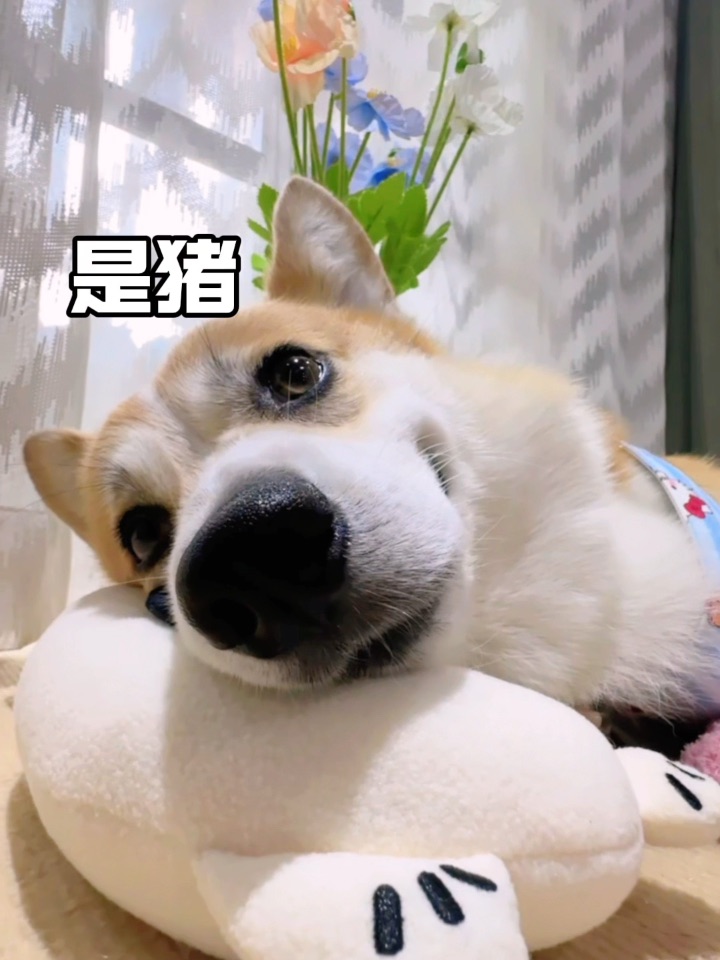 那也是妈咪养的可爱猪！🐷