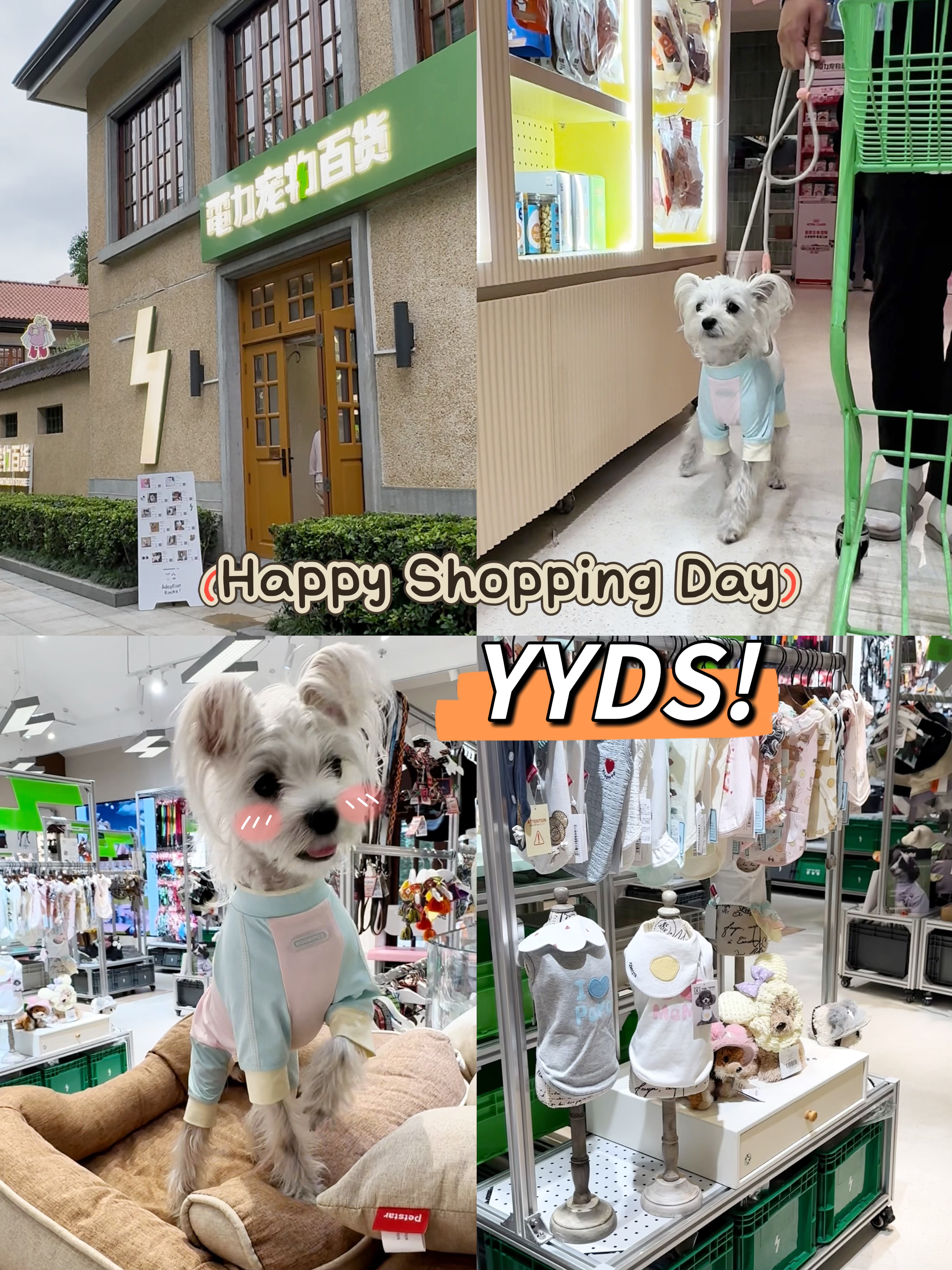 🐾電力宠物百货试营业！带小狗逛洋房百货