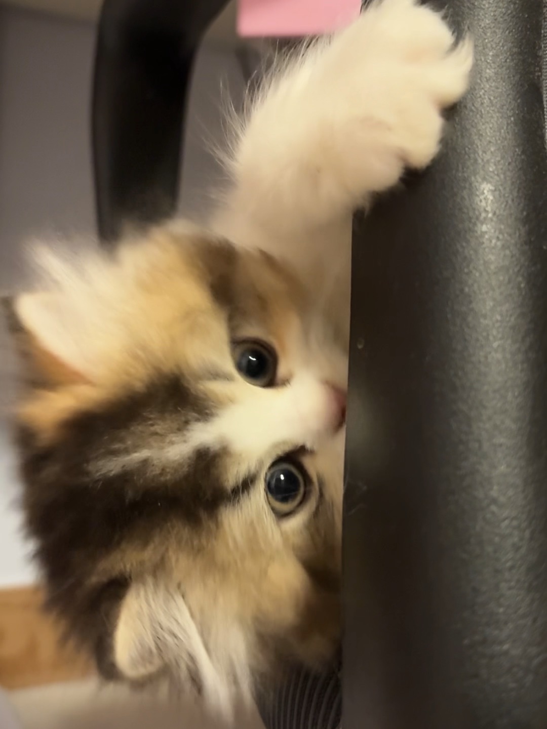 还是没有见过世面的小猫咪好逗～