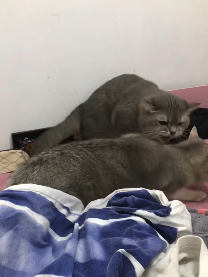 又开始了👀