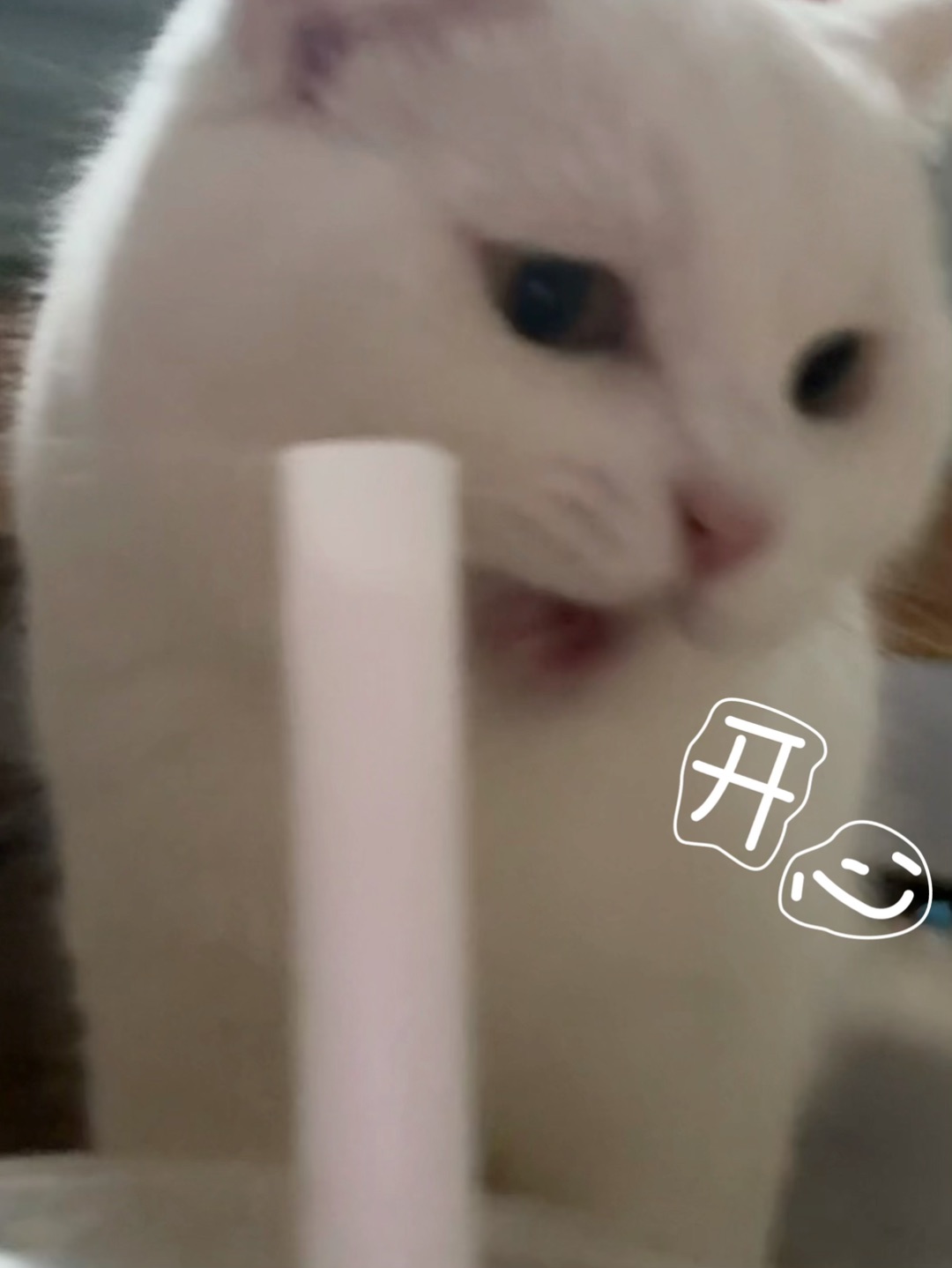 喝上啦🧋！