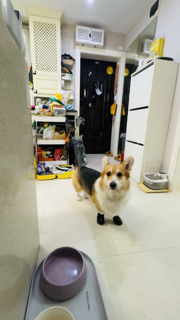 小狗第一次穿鞋记