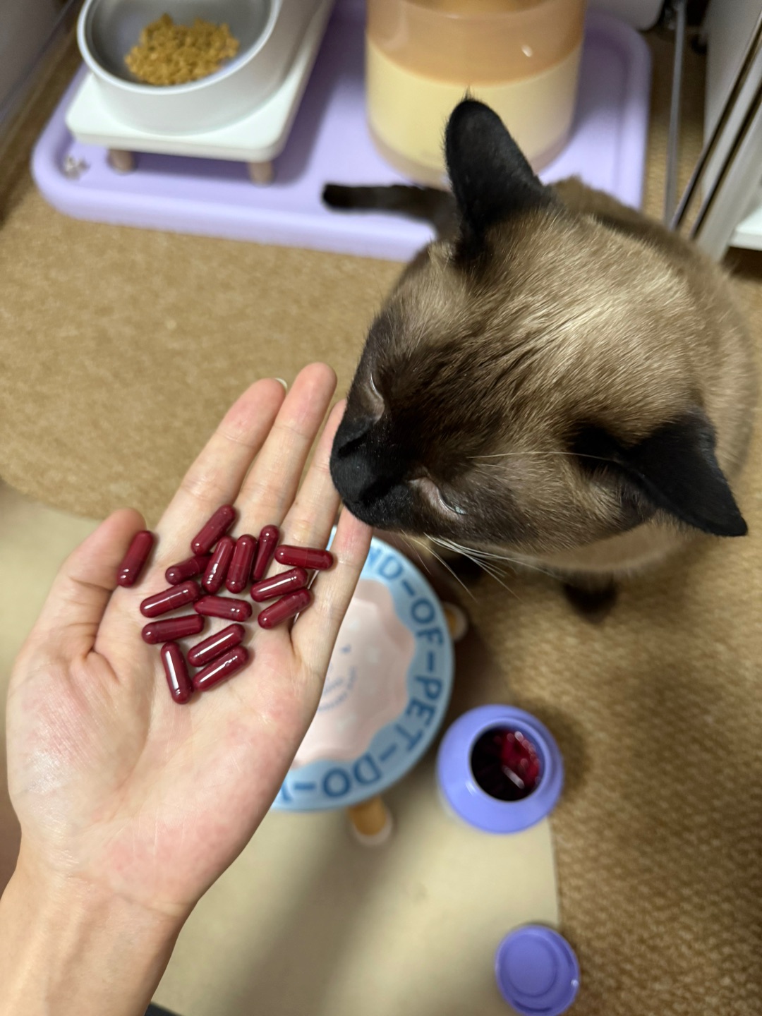 给猫养护心脏，辅酶Q10真的不是智商税！