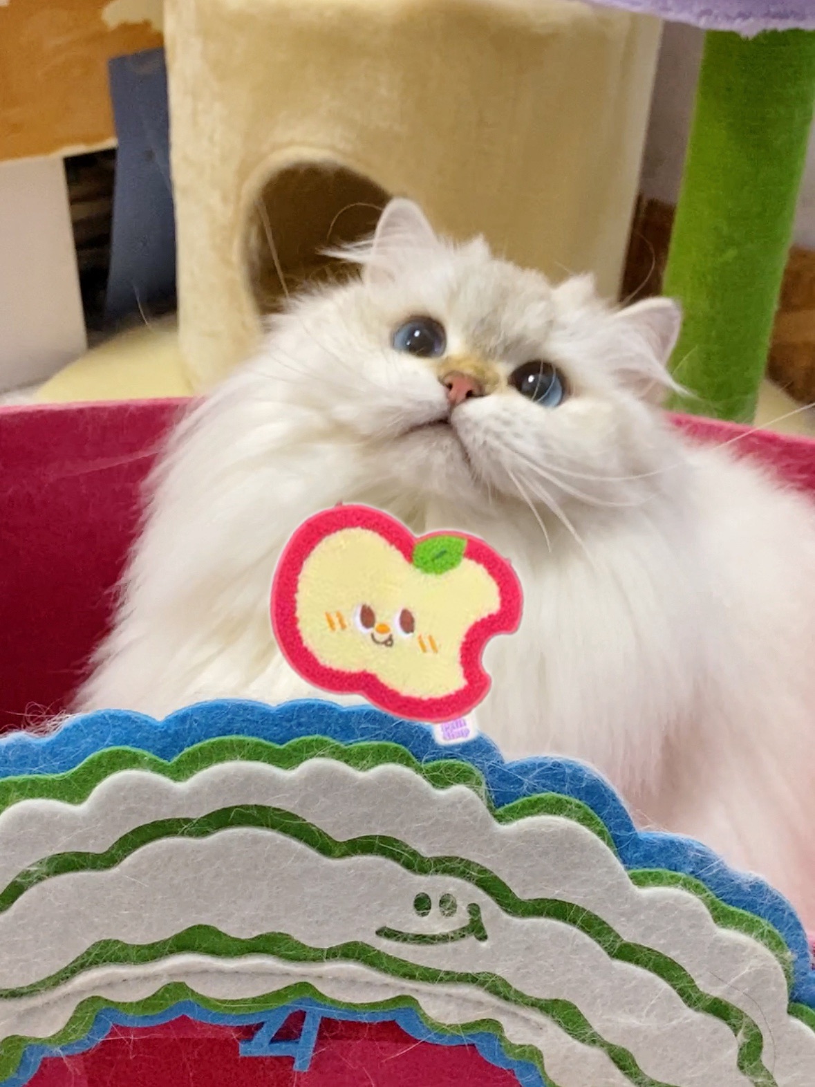 是哪只小猫又主动求摸摸啦！